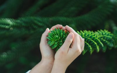 Funerales verdes, un homenaje más sustentable